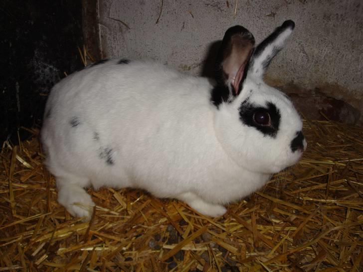 Kanin Blanding Fiona billede 1