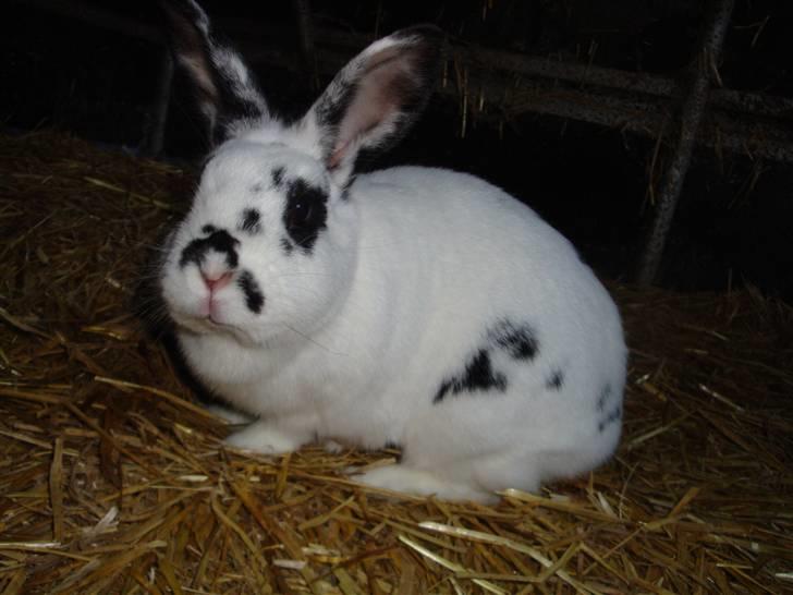 Kanin Blanding Fiona billede 2