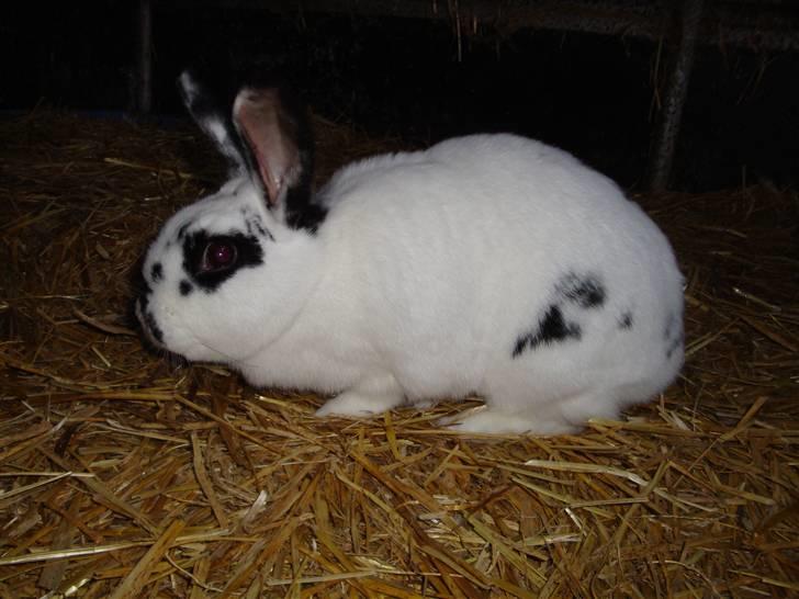 Kanin Blanding Fiona billede 3