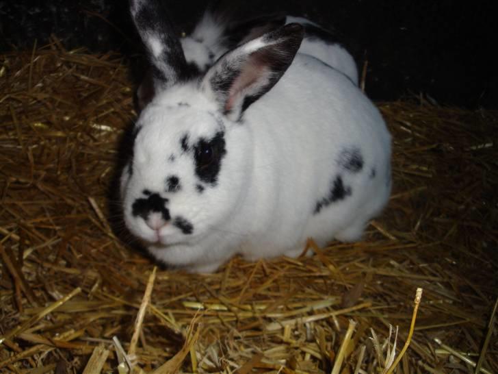 Kanin Blanding Fiona billede 4