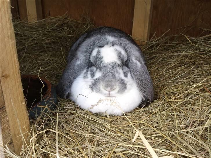 Kanin sofie - bliver ikke mere flot billede 4