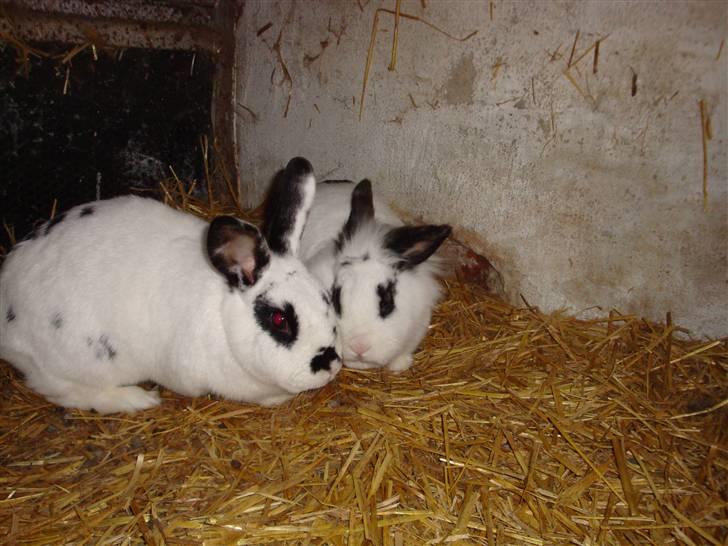 Kanin Blanding Fiona - Fiona og Fransiska. billede 5