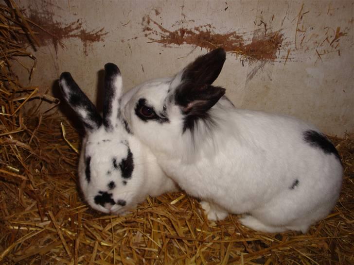 Kanin Blanding Fiona - Fiona og Fransiska. billede 6