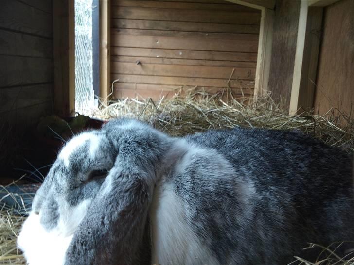 Kanin sofie billede 5