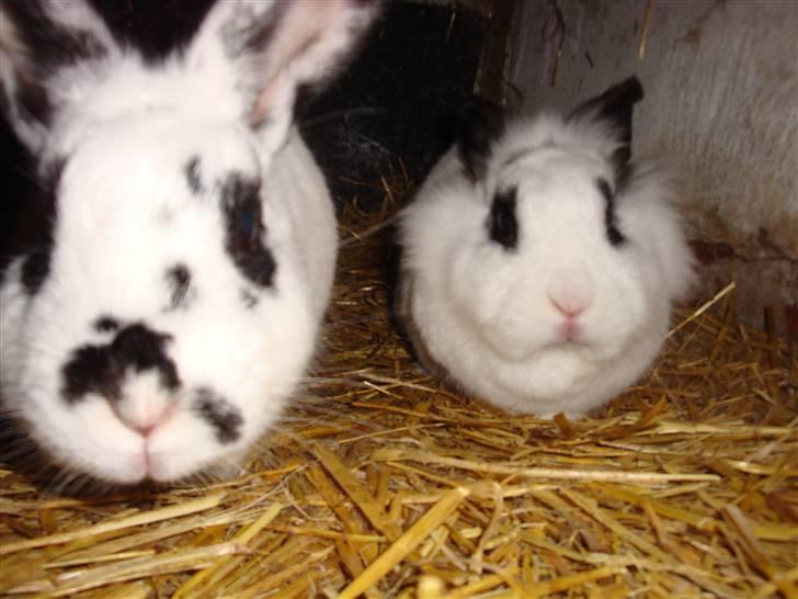 Kanin Blanding Fiona - Fiona og Fransiska. billede 7