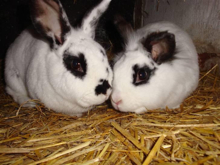 Kanin Blanding Fiona - Fiona og Fransiska. billede 8