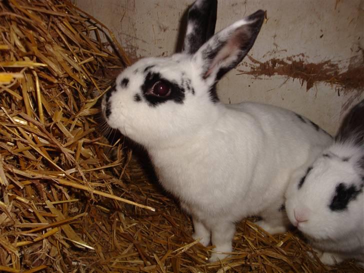 Kanin Blanding Fiona - Fiona og Fransiska. billede 9