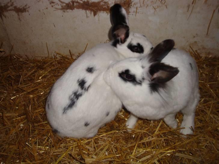 Kanin Blanding Fiona - Fiona og Fransiska. billede 12