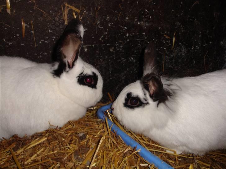 Kanin Blanding Fiona - Fiona og Fransiska. billede 13