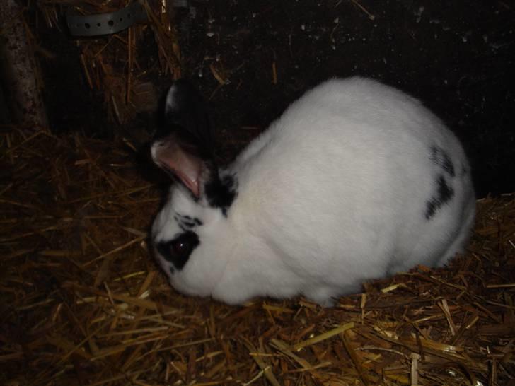 Kanin Blanding Fiona billede 14