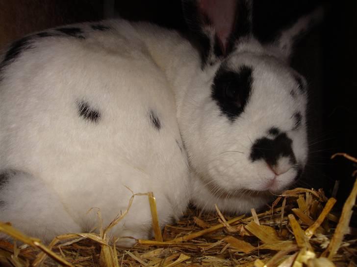 Kanin Blanding Fiona billede 15