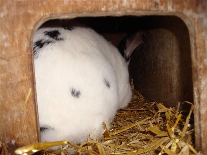 Kanin Blanding Fiona billede 16