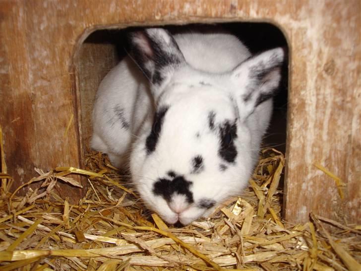 Kanin Blanding Fiona billede 17