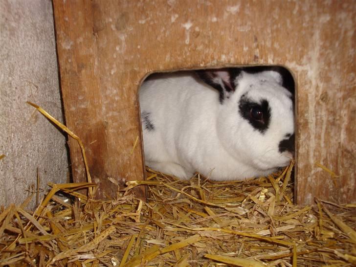 Kanin Blanding Fiona billede 18