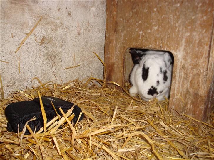 Kanin Blanding Fiona billede 19