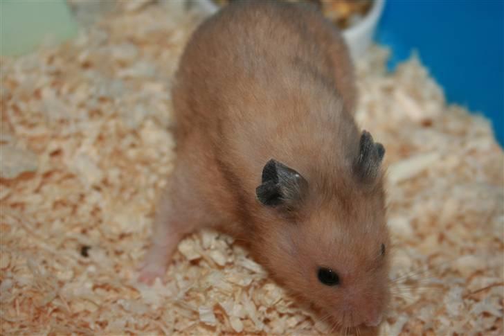 Hamster Hamtaro *RIP 8/11-2010* billede 4