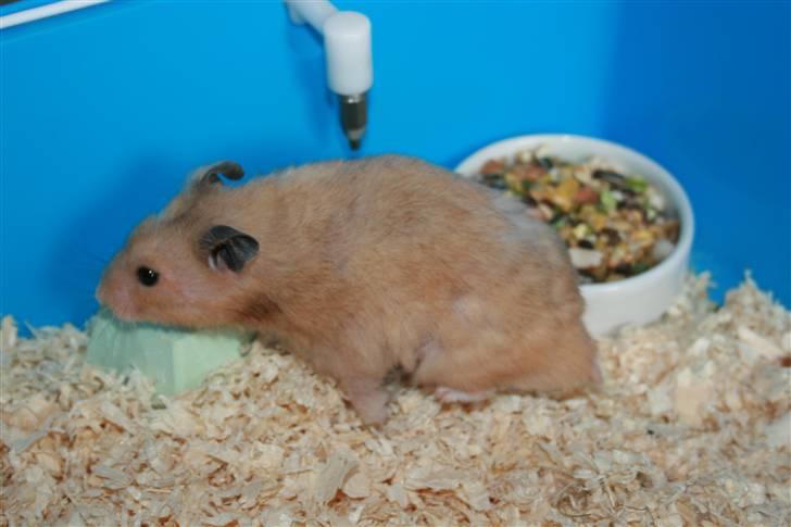 Hamster Hamtaro *RIP 8/11-2010* billede 5