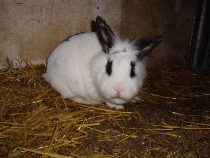 Kanin Blanding Fransiska billede 1