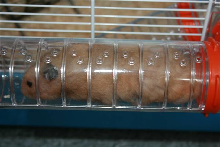 Hamster Hamtaro *RIP 8/11-2010* billede 6