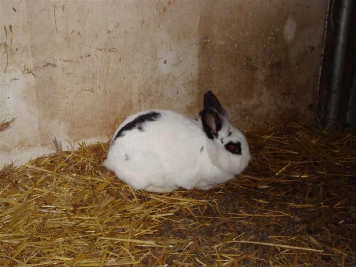 Kanin Blanding Fransiska billede 2