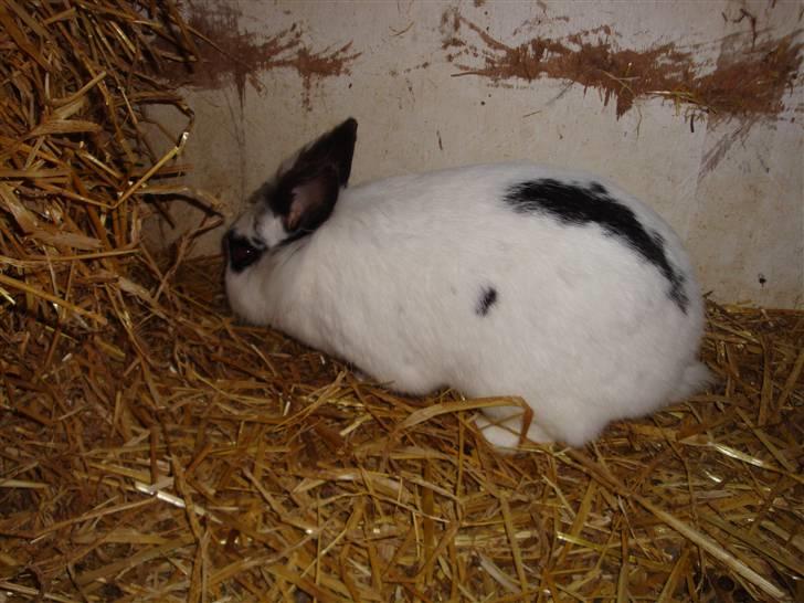 Kanin Blanding Fransiska billede 3