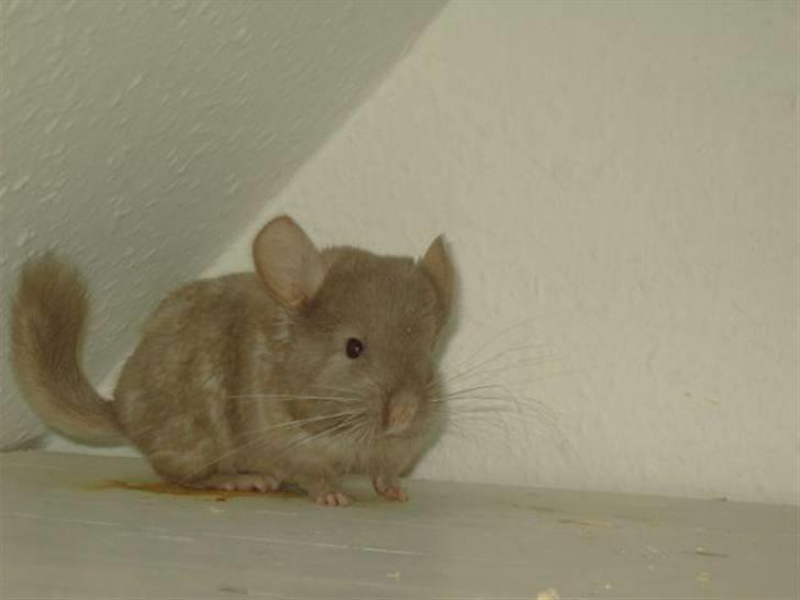 Chinchilla Puff R.I.P billede 1