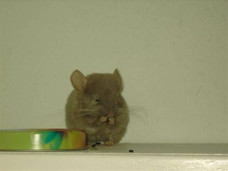 Chinchilla Puff R.I.P billede 2