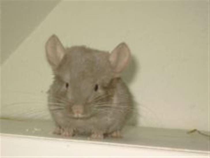 Chinchilla Puff R.I.P billede 3