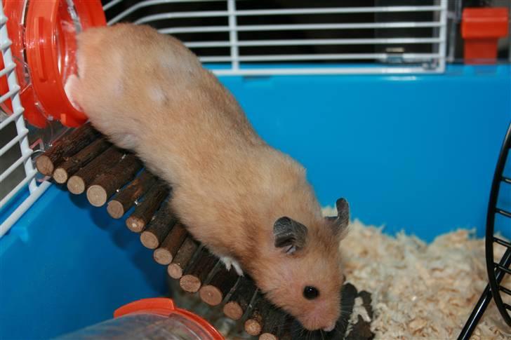 Hamster Hamtaro *RIP 8/11-2010* billede 8