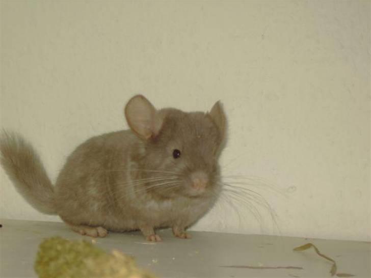 Chinchilla Puff R.I.P billede 4