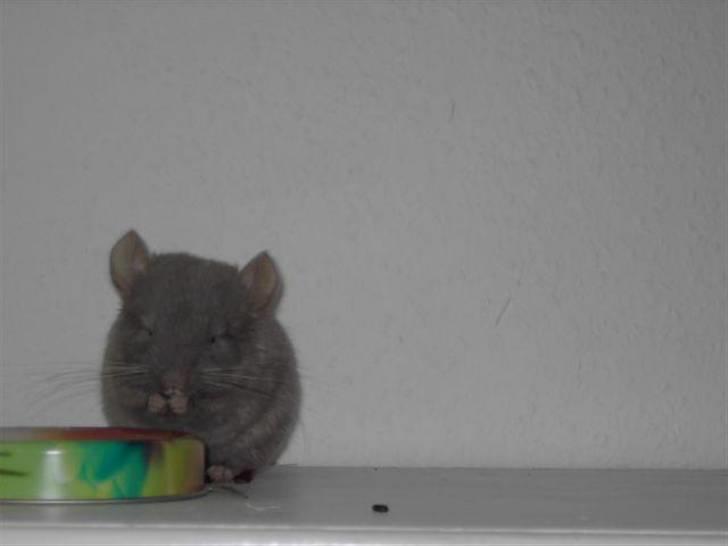 Chinchilla Puff R.I.P billede 5