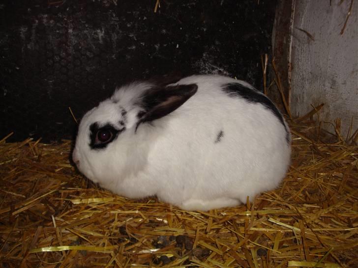 Kanin Blanding Fransiska billede 7