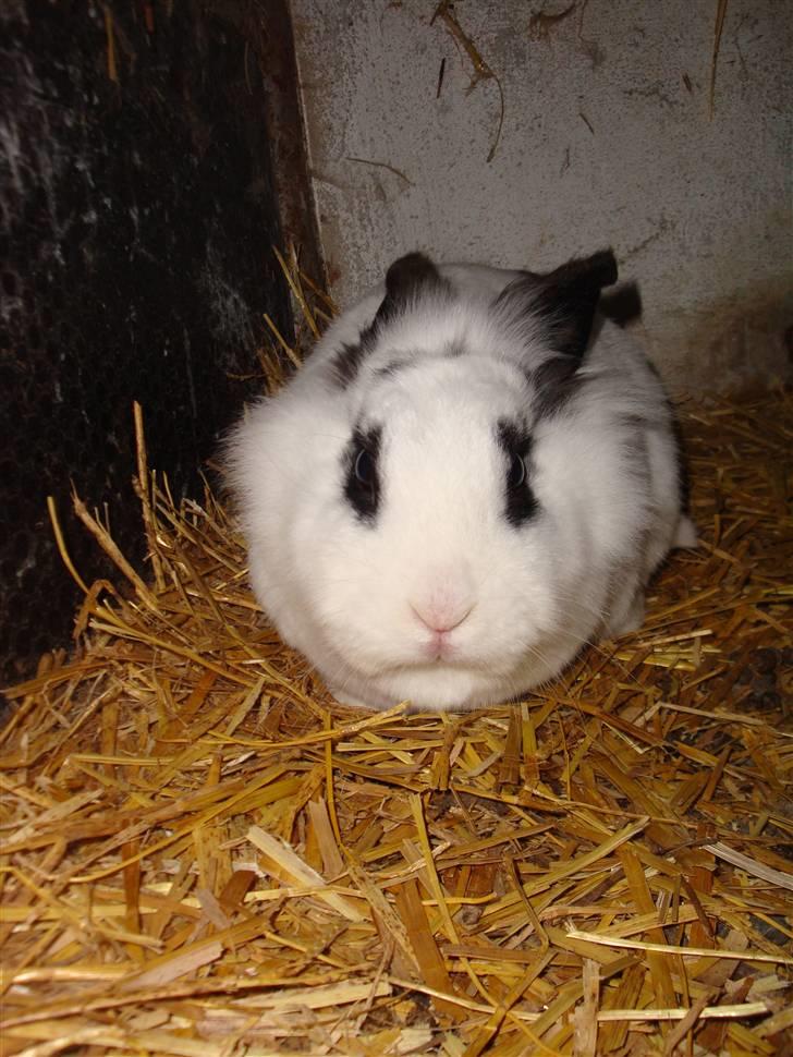 Kanin Blanding Fransiska billede 8