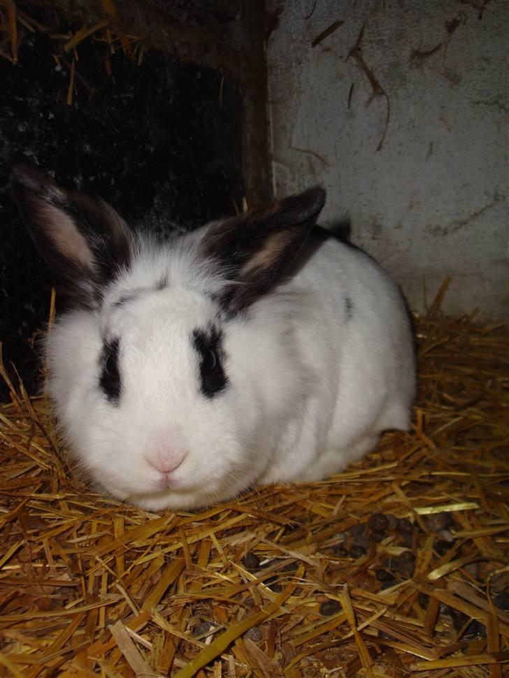 Kanin Blanding Fransiska billede 9