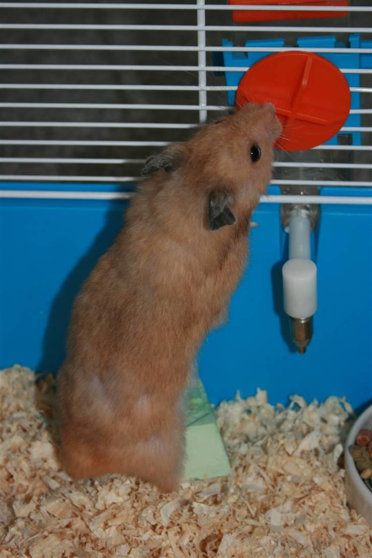 Hamster Hamtaro *RIP 8/11-2010* billede 9