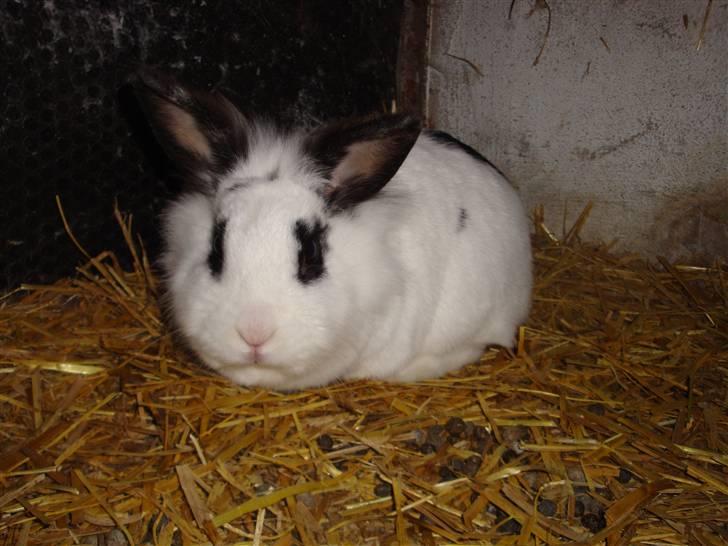 Kanin Blanding Fransiska billede 10