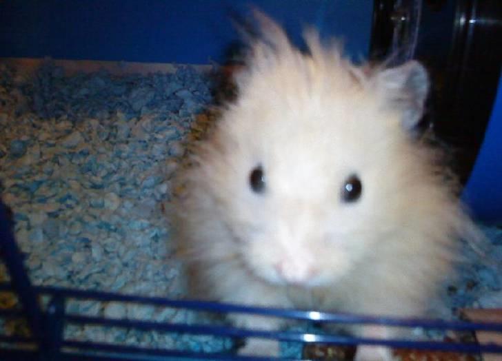 Hamster Malthes Futte - Mit nyeste billede af ham, så nuttet han er billede 1