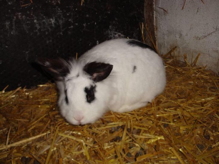 Kanin Blanding Fransiska billede 11