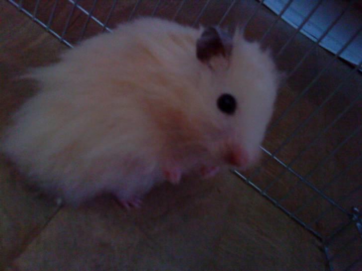 Hamster Malthes Futte - Futte er ikke så tryk i sin løbegård billede 3