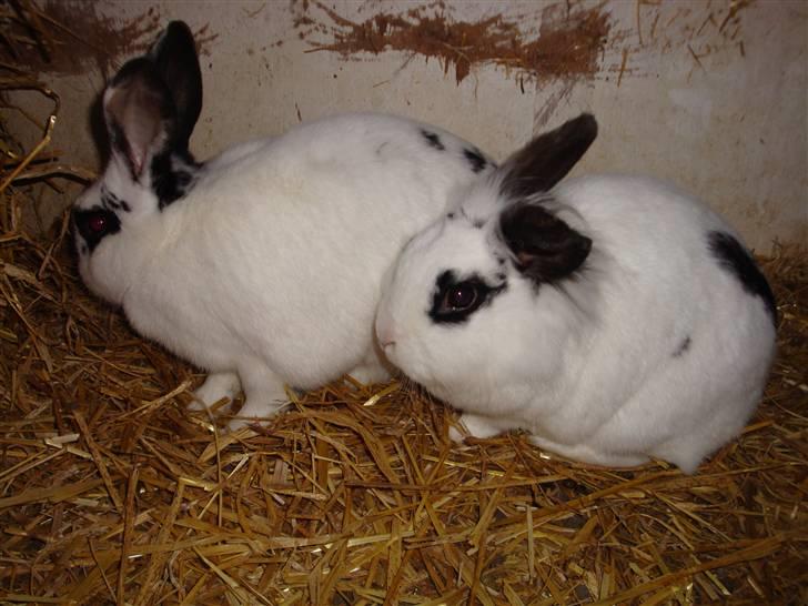 Kanin Blanding Fransiska - Fiona og Fransiska. billede 14