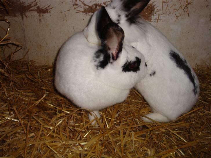 Kanin Blanding Fransiska - Fiona og Fransiska. billede 15