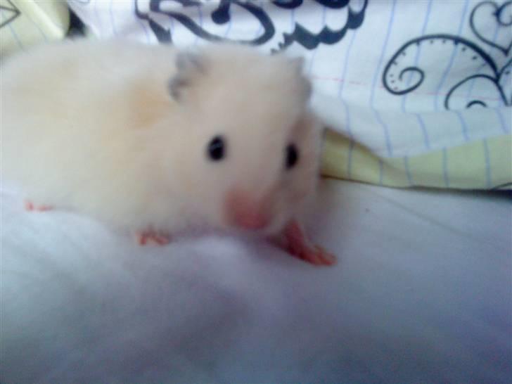 Hamster Malthes Futte - Futte i min seng.. billede 4