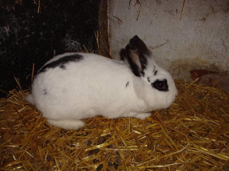 Kanin Blanding Fransiska billede 18