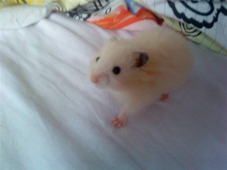 Hamster Malthes Futte - Futte der undersøger min seng billede 5