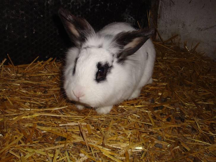 Kanin Blanding Fransiska billede 19