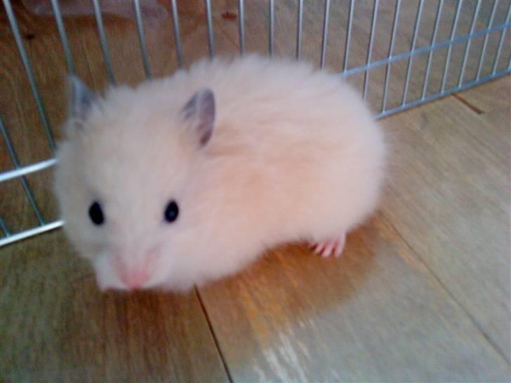 Hamster Malthes Futte - Futte i løbegården :D billede 6