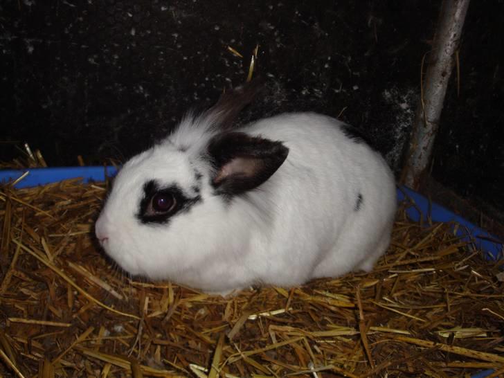 Kanin Blanding Fransiska billede 20