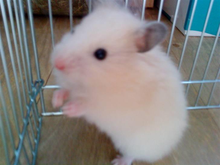 Hamster Malthes Futte - Et mega nuttet billede af Futte billede 7