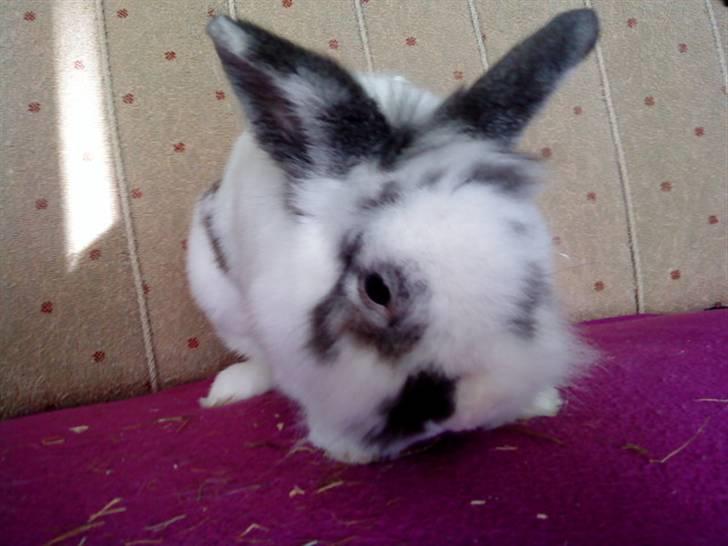 Kanin Stampe - <3 (Foto: Mig) billede 7