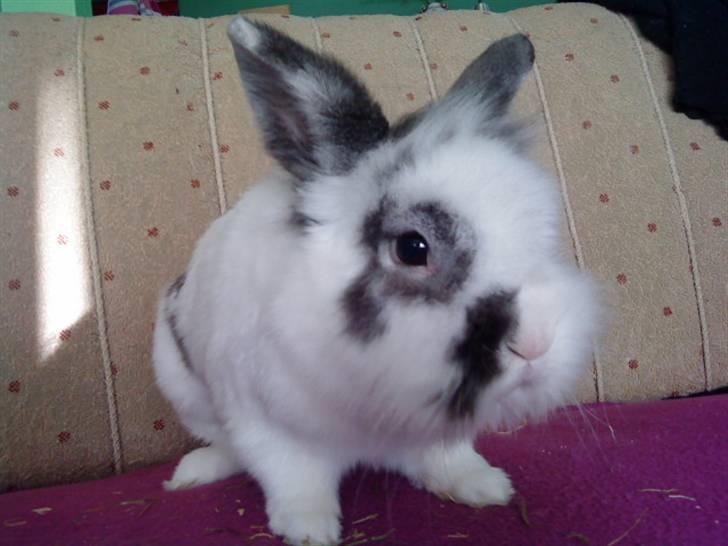 Kanin Stampe - Stampe :* (Foto: Mig) billede 8